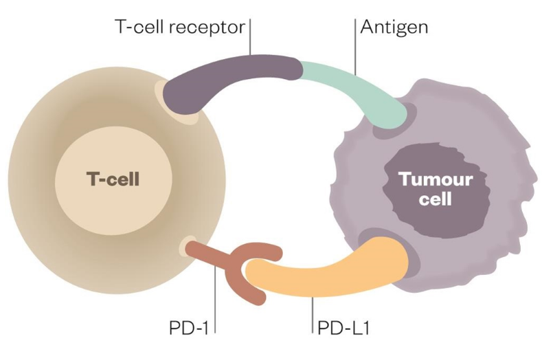 PD-1