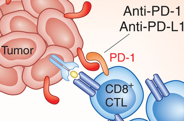 PD-1