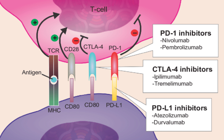 PD-1