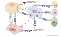 ĿǰȫѾжPD-1/PD-L1ҩ
