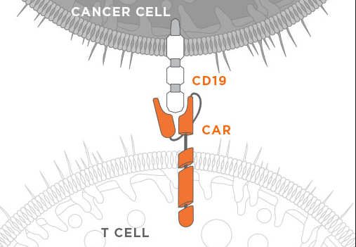 CAR-T