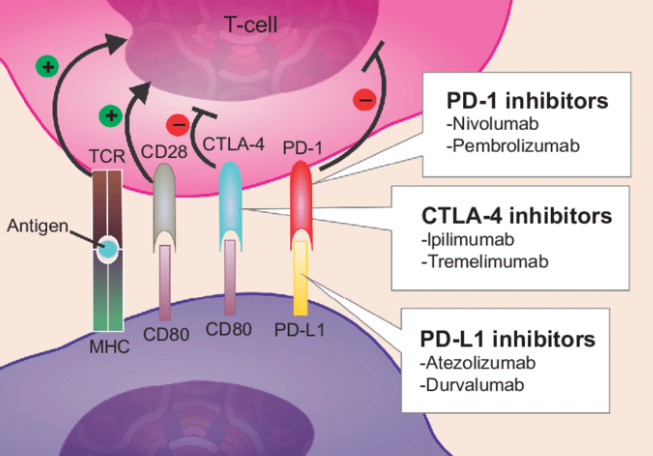 PD-1