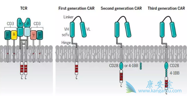 CAR-T