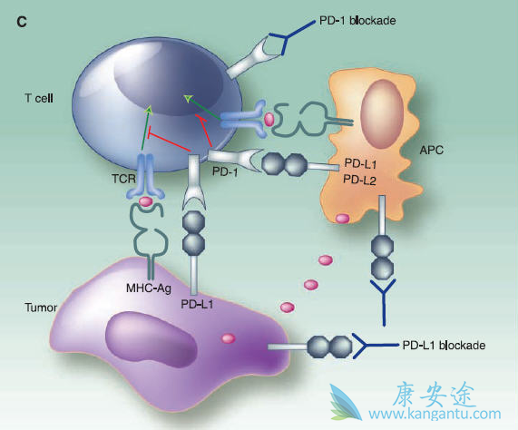 PD-1