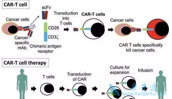 CAR-T