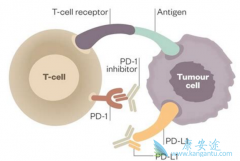 PD-1/PD-L1ƼAvelumabѳЧ