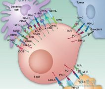 ߵĳȺӰPD-1/PD-L1Ч