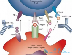 PD-1PD-L1֮ʲô