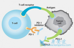 ʹPD-1/PD-L1Ƽڷΰ