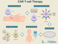 CAR-TϸƷļĽԼг