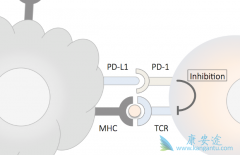 PD-1ƼPD-L1Ƽʲô
