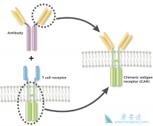 CAR-Tʱϸͷۺ񾭶ԵĻ