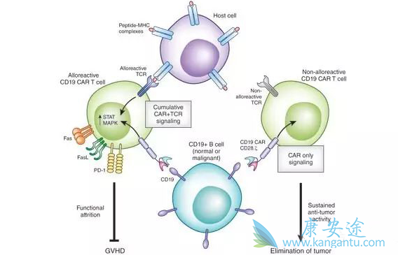 CAR-T