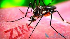 �ú���ҽ��ͷʹ��zika�������ܱ����������԰�