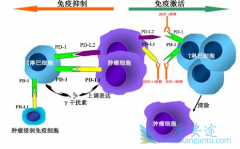 ΪʲôʼPD-1߼ƼһǰPD-L1