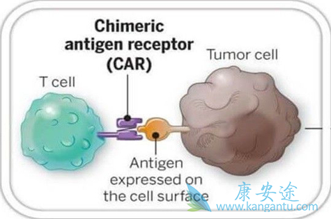 CAR-T