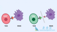 ��PD-1���Ƽ�������ص�Ƥ����Ӧ���ʺϸ���ͳ��ҩ�ﷴӦ