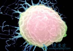 PD-1ҩ��Keytruda��һ������ֻ�ܲ��û��Ƶ����ڷΰ�������