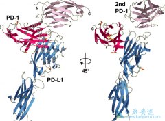 ��ķ����(pembrolizumab)��������˫���Էΰ����߿������ӳ�OS��PFS