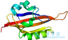 ��������(SUNITINIB)���������Ƹ������չ�Ķ�����Ĥ����