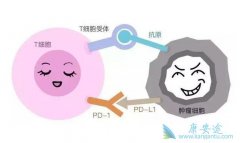 PD-1���Ʒΰ����ٴ�Ч���������