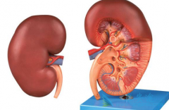 ��������(axitinib)��ǿЧCYP3A4/5�յ�������ʱ��Ӵ����