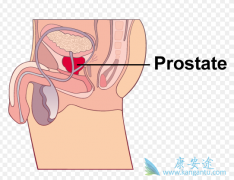 �ι����𺦺͸ζ�������µİ�������(XBIRA)��������ԭ��