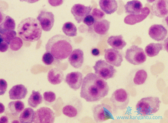 来那度胺 来那度胺