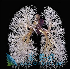 安立生坦片 安立生坦片