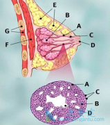 ��������(TYKERB)���Ƥ��ķ������뻼�ߵ��������