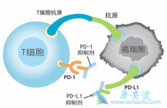 PD-1���Ƽ����ƺ����������ǲ���˵��������Ч