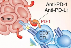 ���ڰ�֢����ʹ��PD-1���Ƽ�������ҩ�ļ����ж��