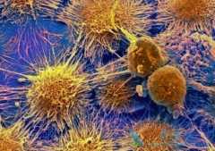 ��ķ����(pembrolizumab)����Ч������ҩ������ϸ������