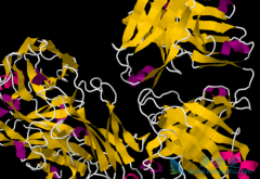 ����������(rituximab)���ϻ��ƿɸ����ܰ������ߵ�����Ԥ��