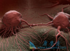 ������������(BORTENT)�����ڼ���ֶ���Ż����ô��