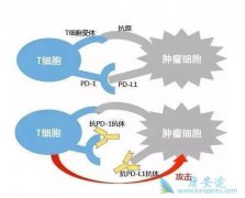 PD-1���Ƽ���������2�������1��Ч�����ȶ�