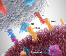 ���������PD-1��PD-L1���Ƽ�Ӧ���ʵķ�������Щ