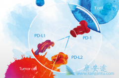 ��ƥľ����(Yervoy)��PD-1���Ƽ�һ��������������ϵͳ