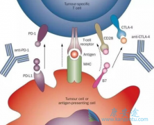 CTLA-4��PD-1���Ƽ������ǲ��Ǳȵ���һ��ҩ��Ҫ��