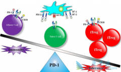 ����ҩƷPD-1�����������ҩ����������ٴ���Ч��