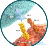 ΪʲôPD-1���Ƽ���EGFR���Ƽ���������