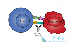 ��֢�������ư���ҩ��û���PD1�����Ʒ�Ч����