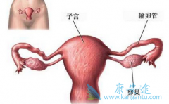 �ѳ���Ƥ������������Դ���ӹ���Ĥ��λ