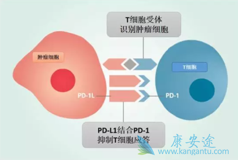 PD-1����