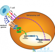 PD-L1�������ķ�չ������Щ���ã�