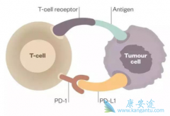 �����Ʒ�PD-1���Ƽ�������Ч��ô�죿