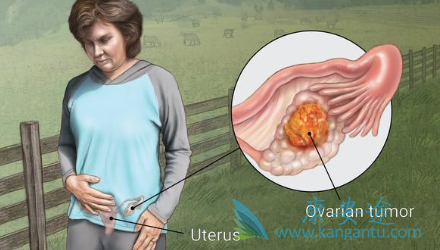 �����ѳ�������