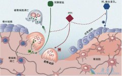 ˫������ṩ���������Ե�Ч����Σ�