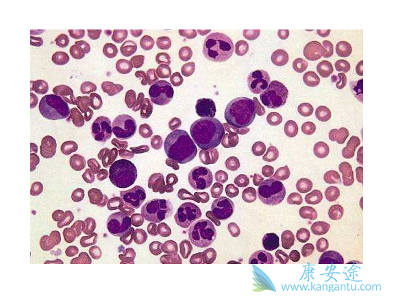 ������ϸ����Ѫ��