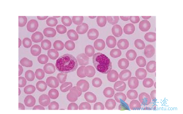 ������ϸ���԰�Ѫ��